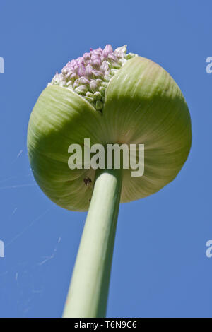 Fleur d'allium, juste avant la floraison contre le ciel bleu Banque D'Images
