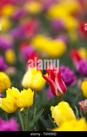 La floraison des tulipes dans un champ à Mount Vernon, Washington au cours de la vallée de la Skagit festival Banque D'Images