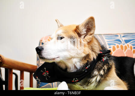 Shepard chien Husky Mix Banque D'Images