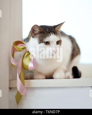 Le chat domestique, avec des taches blanches à rayures, avec un arc sur un cou, est assis sur un rebord de fenêtre. Banque D'Images