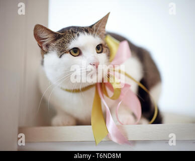 Le chat domestique, avec des taches blanches à rayures, avec un arc sur un cou, est assis sur un rebord de fenêtre. Banque D'Images