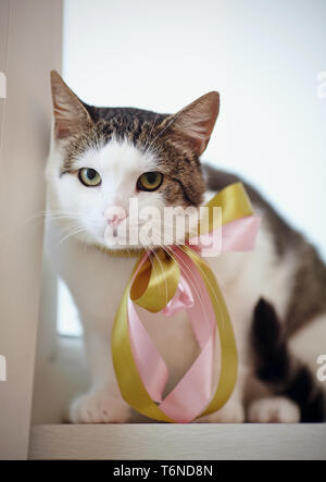 Le chat domestique, avec des taches blanches à rayures, avec un arc sur un cou, est assis sur un rebord de fenêtre. Banque D'Images