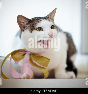 Chat domestique, avec des taches blanches à rayures, avec un arc sur un cou, est assis sur un rebord de fenêtre. Banque D'Images