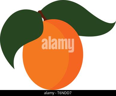 Les panneaux orange abricot fruit est une drupe de forme circulaire avec deux feuilles qui sont ovées et large avec une base arrondie et un vecteur de pointe Illustration de Vecteur
