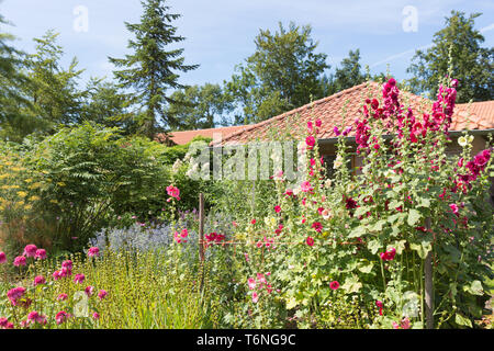 Jardin hollandais avec des fleurs roses trémières Banque D'Images