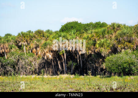 De nombreux palmiers grove forêt par trou profond dans Myakka River State Park à Sarasota, Floride Banque D'Images