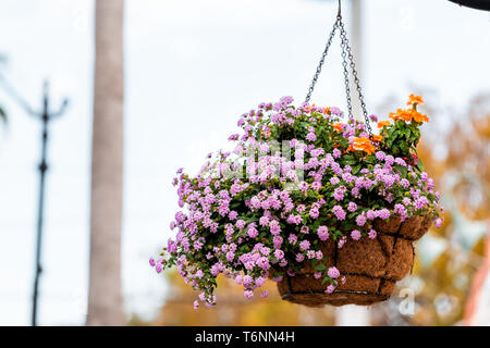 Gros plan du panier de fleurs rose pourpre coloré accroché sur le pôle de la rue trottoir dans Venice, Florida, USA Banque D'Images