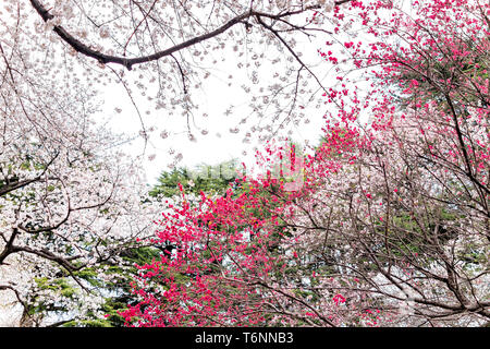 Rose et rouge fleur de cerisier sakura arbres isolés contre ciel nuageux perspective avec pétales de fleurs au printemps Le printemps à Tokyo, Japon, Shinjuku gyoe Banque D'Images