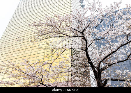 Fleur de cerisier rose arbre sakura contre isolés du point de vue construction moderne avec pétales de fleurs au printemps Le printemps à Shinjuku, Tokyo, Japon Banque D'Images