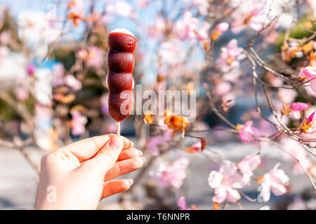 Fleur de cerisier rose ou prunier pétales de fleurs au printemps Le printemps à Nikko, Japon avec main tenant les haricots adzuki dango dessert Banque D'Images