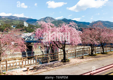 Gero Onsen au Japon, fleur de cerisier rose Sakura arbres au bord de la rivière dans la préfecture de Gifu avec pétales de fleurs au printemps Le printemps par bridge Banque D'Images