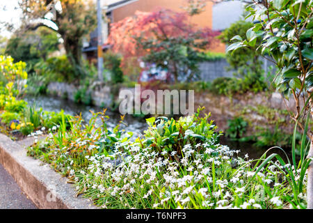 Takase rivière canal dans quartier résidentiel de Kyoto avec des fleurs blanches au printemps l'aménagement paysager le long de l'eau avec personne n'en avril Banque D'Images