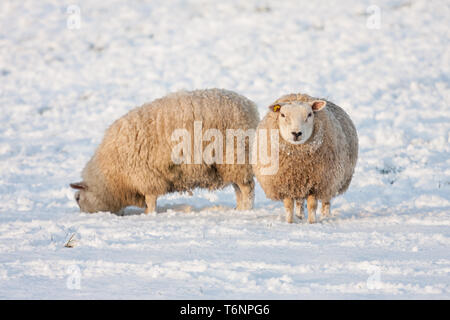 Dutch winter andscape avec des moutons dans la prairie couverte de neige Banque D'Images