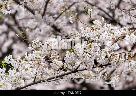 Tokyo, Japon sakura cherry blossom tree libre de succursale au printemps avec jardin d'arrière-plan flou flou Banque D'Images