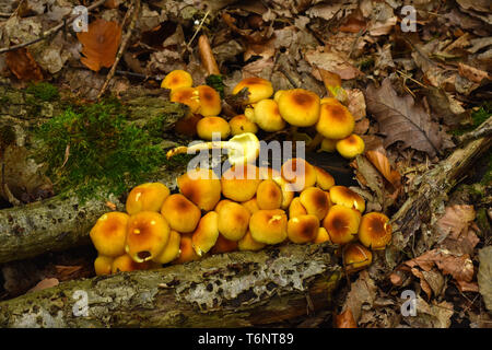 Touffe de conifères, fumée, fumée naematoloma branchies branchies, woodlover Banque D'Images