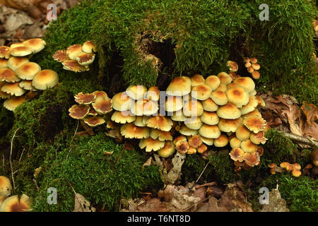 Touffe de conifères, fumée, fumée naematoloma branchies branchies, woodlover Banque D'Images