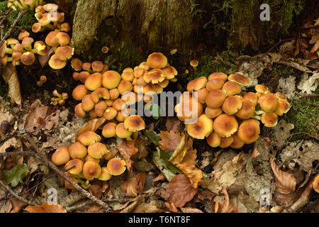 Touffe de conifères, fumée, fumée naematoloma branchies branchies, woodlover Banque D'Images