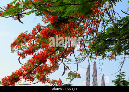 Arbre flamboyant, phoenix fleur, un arbre urbain qui s'épanouissent fleurs rouge vif en été, de belles fleurs sur branche d'arbre dans le fond voir Banque D'Images