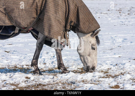 Couverture cheval paissant dans un pâturage enneigé Banque D'Images