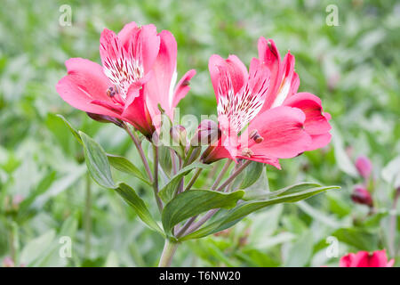 L'alstroemeria fleurs rose dans une serre Banque D'Images