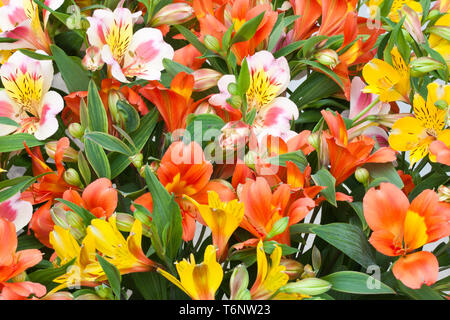 Beau bouquet de fleurs multicolores (Alstroemeria) Banque D'Images