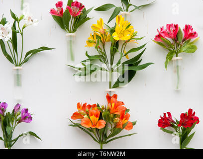 Décoration de belles fleurs contre un mur blanc Banque D'Images