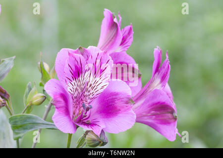 L'alstroemeria floraison mauve en néerlandais avec serre selective focus Banque D'Images