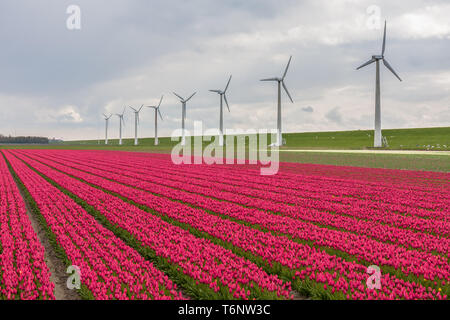 Champ de tulipes hollandais avec une longue rangée d'éoliennes Banque D'Images