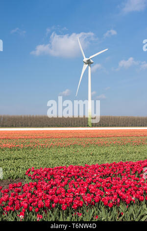 Champs de tulipes colorées néerlandais aux éoliennes Banque D'Images