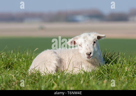 Mignon agneau couché dans l'herbe, les Pays-Bas Banque D'Images