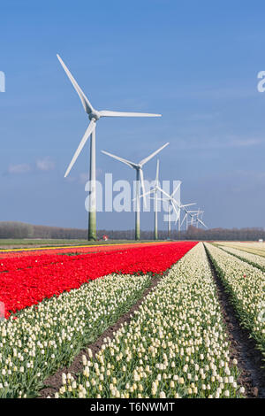 Paysage hollandais avec des tulipes et des éoliennes Banque D'Images