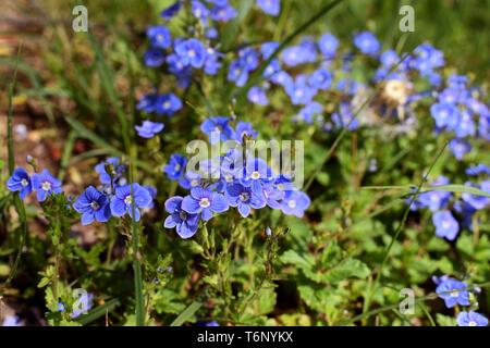 Belle fleur bleue - ne m'oublie pas - Myosotis sylvatica en butinant spring meadow. Banque D'Images