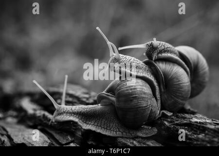 Trois gros escargots rampent one on one dans la forêt Banque D'Images