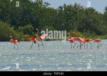 American flamants roses (Phoenicopterus ruber), debout dans l'eau, la biosphère Ria Lagartos, Yucatan, Mexique Banque D'Images