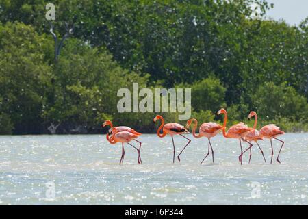 American flamants roses (Phoenicopterus ruber), debout dans l'eau, la biosphère Ria Lagartos, Yucatan, Mexique Banque D'Images