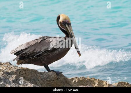 Pélican brun (Pelecanus occidentalis se dresse sur des rochers au bord de la mer, Cayo Santa Maria, Cuba Banque D'Images