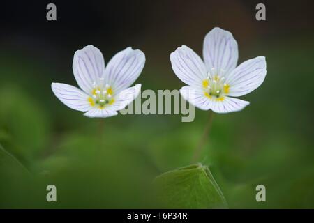 L'oxalide (Oxalis acetosella), de l'Ems, Basse-Saxe, Allemagne Banque D'Images