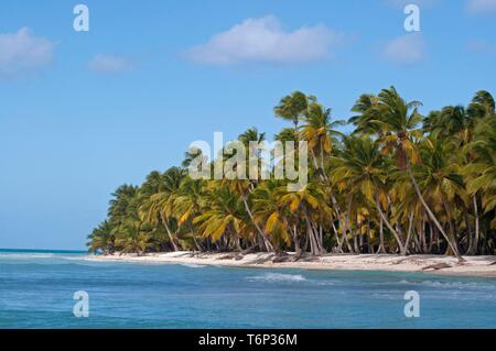 Palm Beach, Isla Saona Island, Parque Nacional del Este, République Dominicaine Banque D'Images