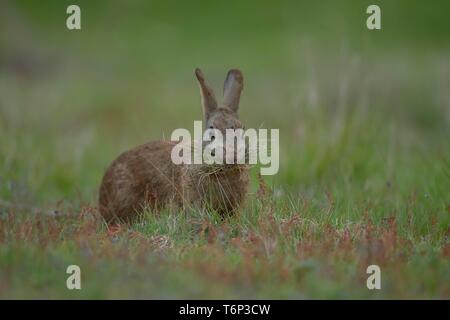 Lapin de garenne (Oryctolagus cuniculus) la collecte des adultes matériel de nidification, Suffolk, Angleterre, Royaume-Uni Banque D'Images