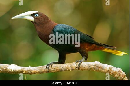 Chestnut-dirigé oropendola (Psarocolius wagleri) siège au Costa Rica, de la direction générale Banque D'Images