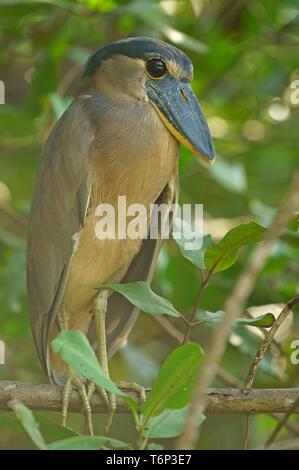 Boat-billed heron (Cochlearius cochlearius) assis dans l'arbre, Costa Rica Banque D'Images