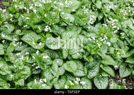 Vipérine commune de Sibérie, Brunnera macrophylla 'Mr Morse' Banque D'Images