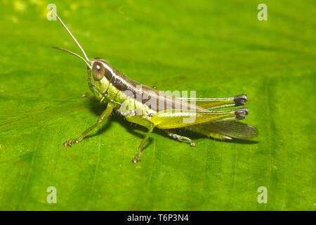 Face oblique sauterelle (Gomphocerinae) sur une feuille verte, province de Mae Hong Son, Thaïlande Banque D'Images
