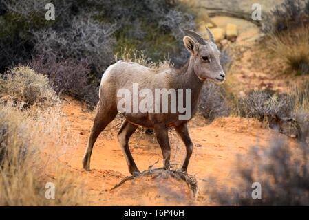 Desert bighorn (Ovis canadensis nelsoni), jeune animal, désert de Mojave, La Vallée de Feu State Park, Nevada, USA Banque D'Images