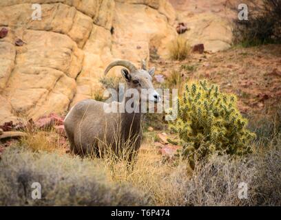 Desert bighorn (Ovis canadensis nelsoni), des profils se trouve à côté de Teddy-bear (cholla Opuntia bigelovii), adulte, Rainbow Vista, désert de Mojave Banque D'Images