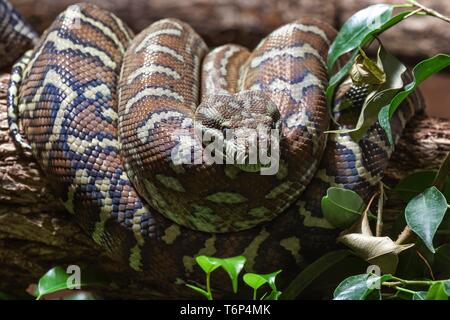 Morelia spilota Carpet Python (variegata), enroulé sur une branche, captive, Allemagne Banque D'Images