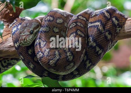 Morelia spilota Carpet Python (variegata), enroulé sur une branche, captive, Allemagne Banque D'Images