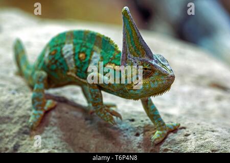 (Chamaeleo calyptratus caméléon voilée), Allemagne Banque D'Images