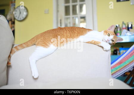 Lazy cat allongé sur le canapé Banque D'Images