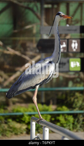 Héron cendré debout sur une prise dans le Zoo de Zagreb Banque D'Images